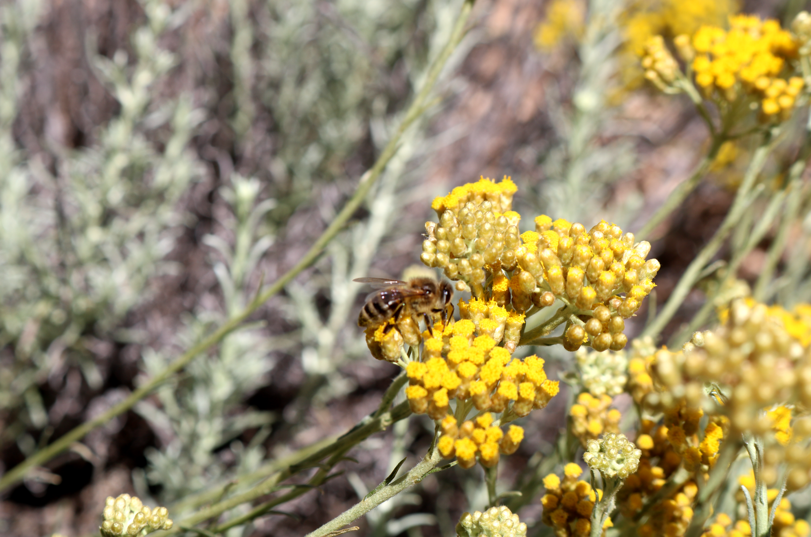 L’hélichryse immortelle contre les bobos du quotidien